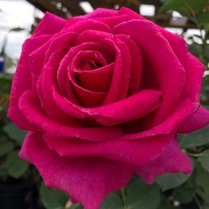 Meet your Posher, Alena